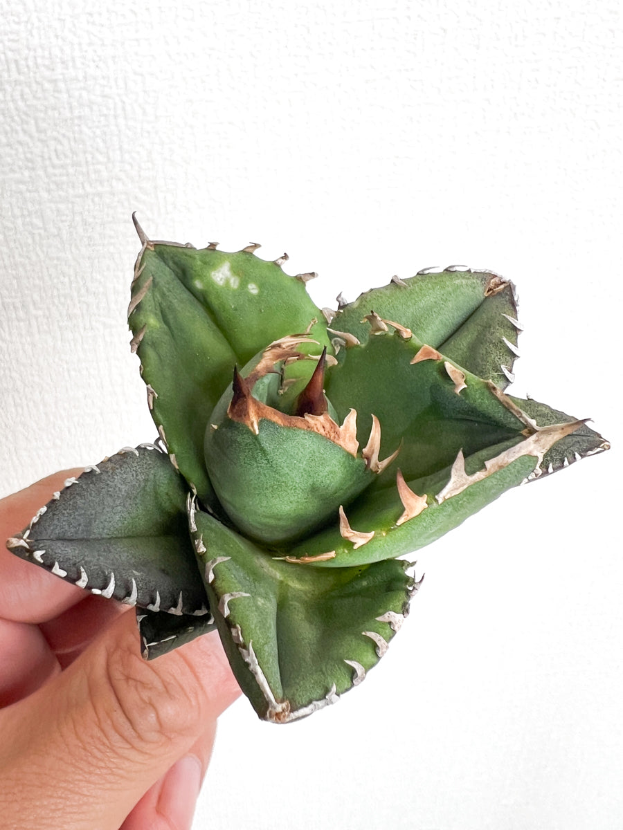 アガベ オテロイ 実生 agave oteroi seeding