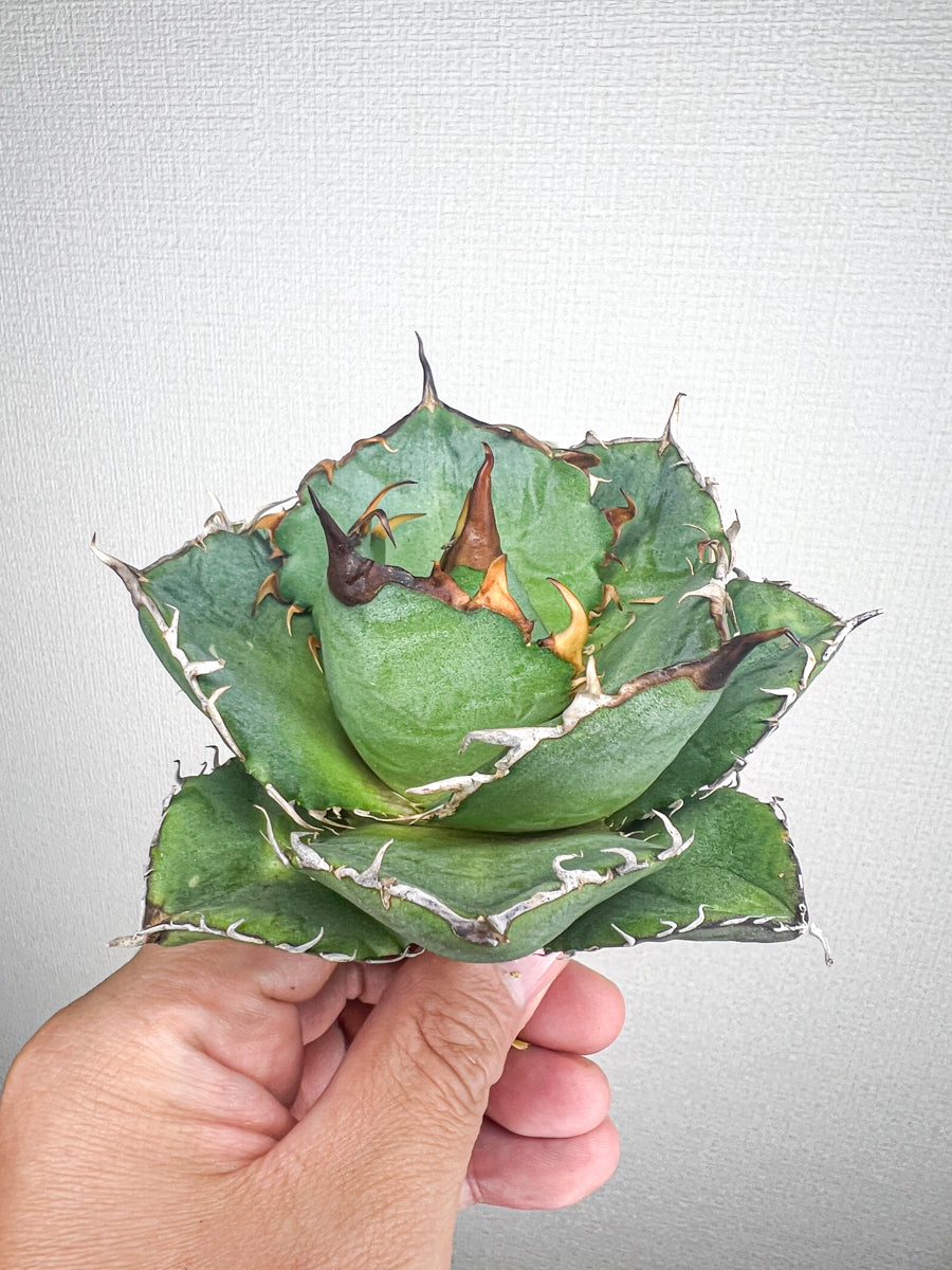 【4/5 LIVE販売】アガベ オテロイ 実生 agave oteroi seeding 【O様専用】No15