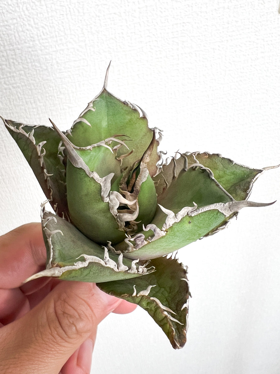 【3/28.29 LIVE販売】アガベ オテロイ 実生 agave oteroi seeding 【ro様専用】No199