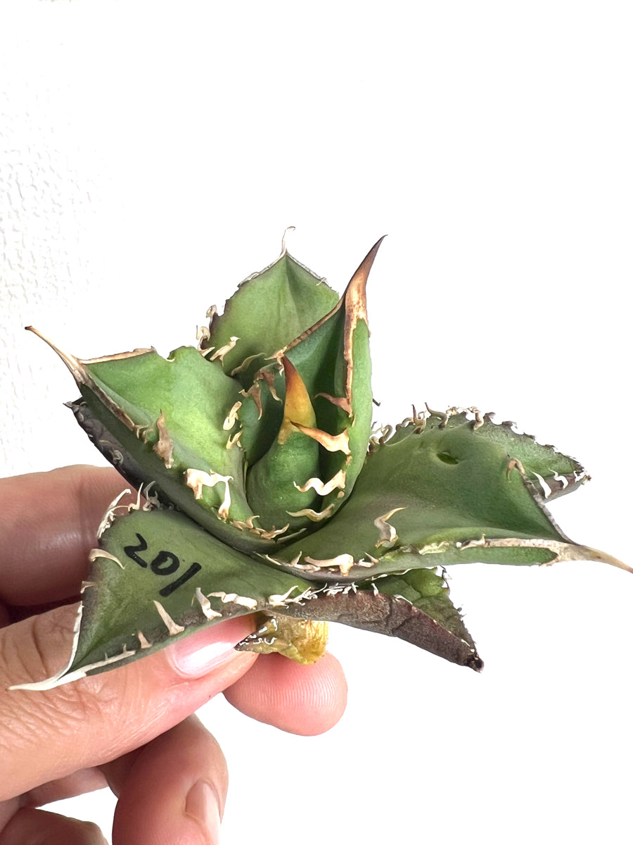 【3/28.29 LIVE販売】アガベ オテロイ 実生 agave oteroi seeding 【D様専用】No201