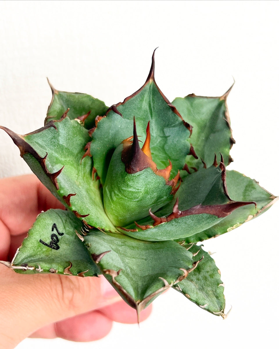 【3/28.29 LIVE販売】アガベ オテロイ 実生 agave oteroi seeding 【H様専用】No209