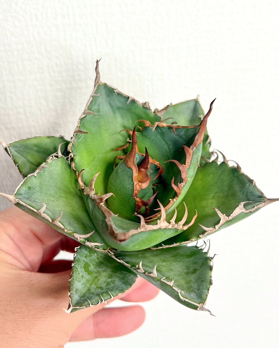 【3/28.29 LIVE販売】アガベ オテロイ 実生 agave oteroi seeding 【Y様専用】No17.88.211