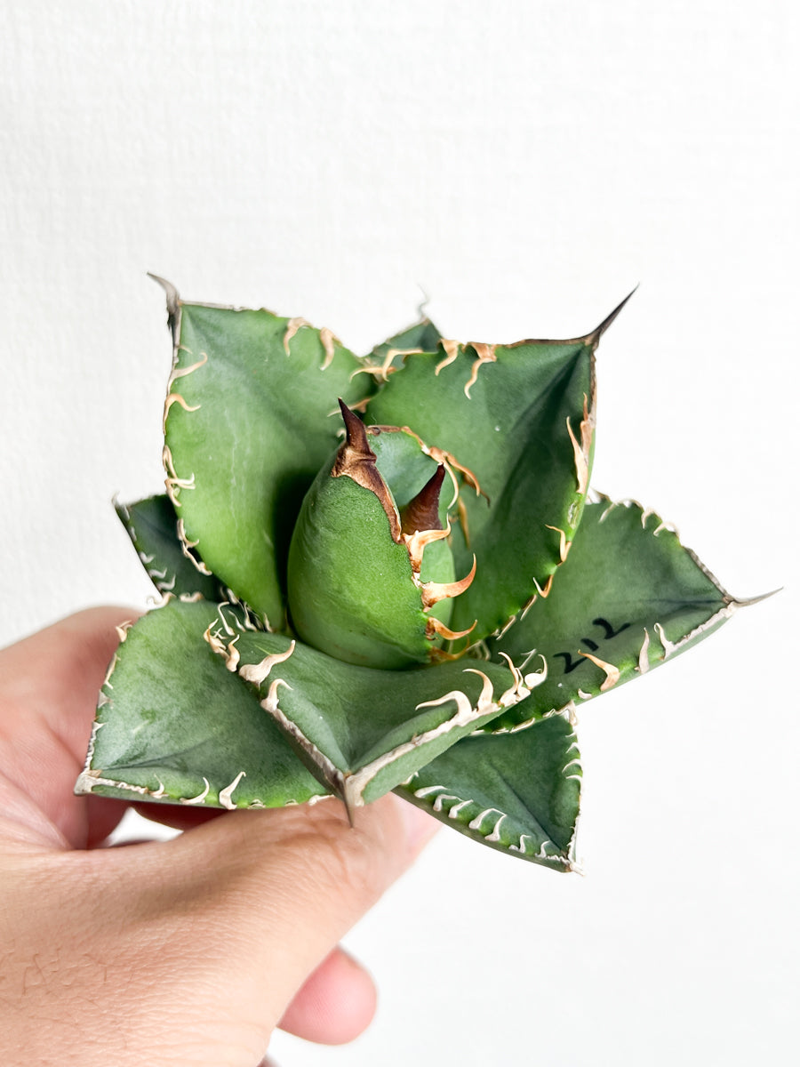 【3/28.29 LIVE販売】アガベ オテロイ 実生 agave oteroi seeding 【Mi様専用】No212