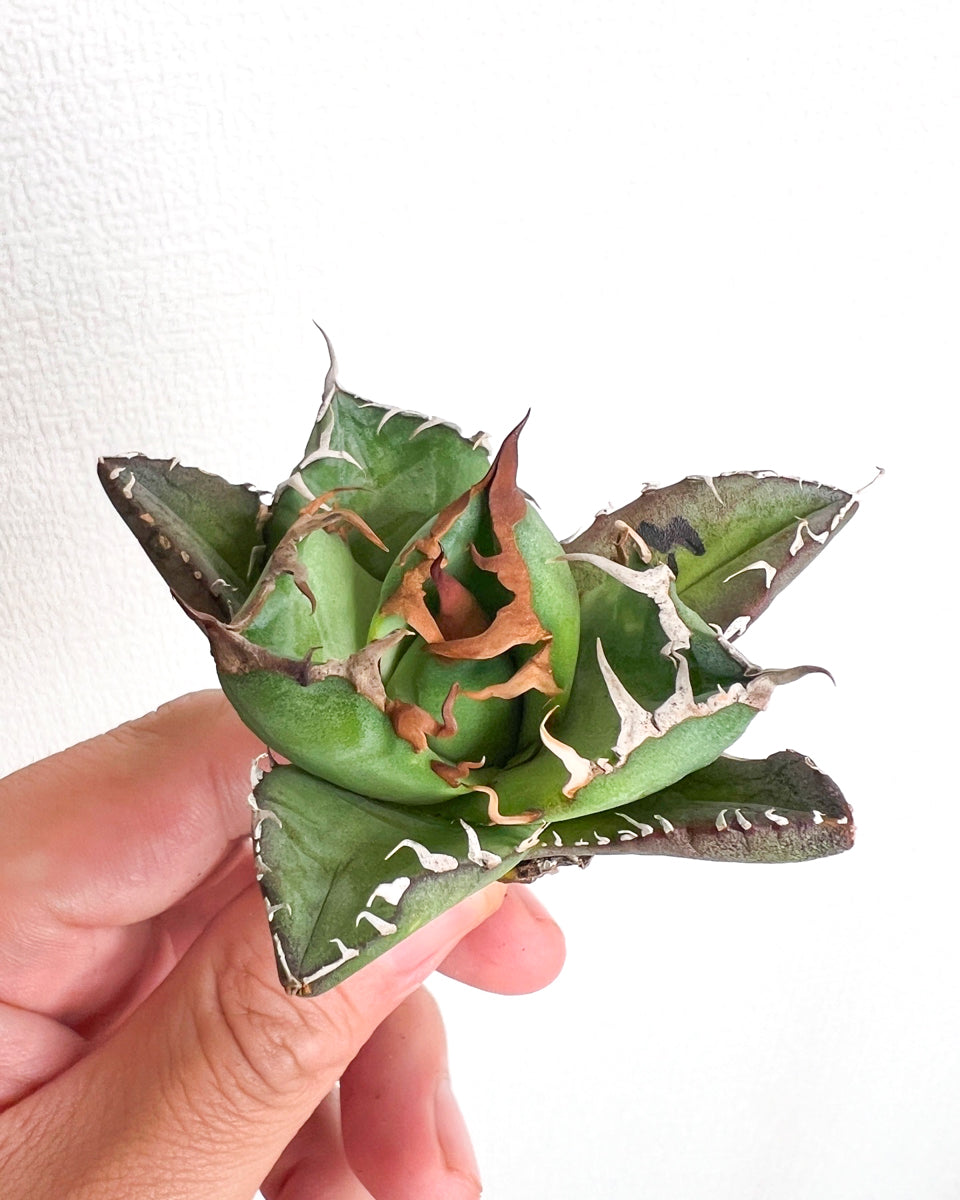 【3/28.29 LIVE販売】アガベ オテロイ 実生 agave oteroi seeding 【Yo様専用】No223