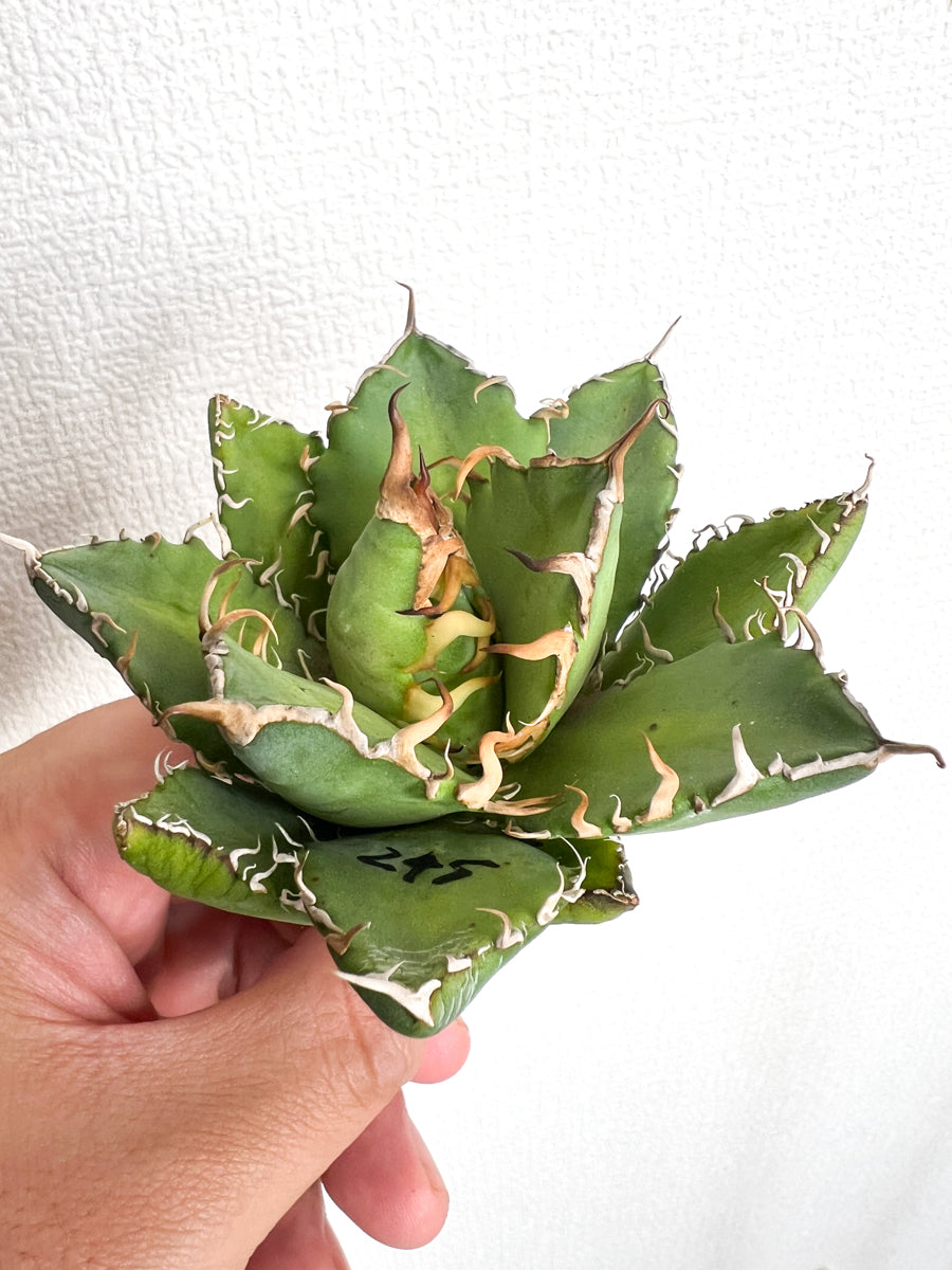 【3/28.29 LIVE販売】アガベ オテロイ 実生 agave oteroi seeding 【K様専用】No248.245