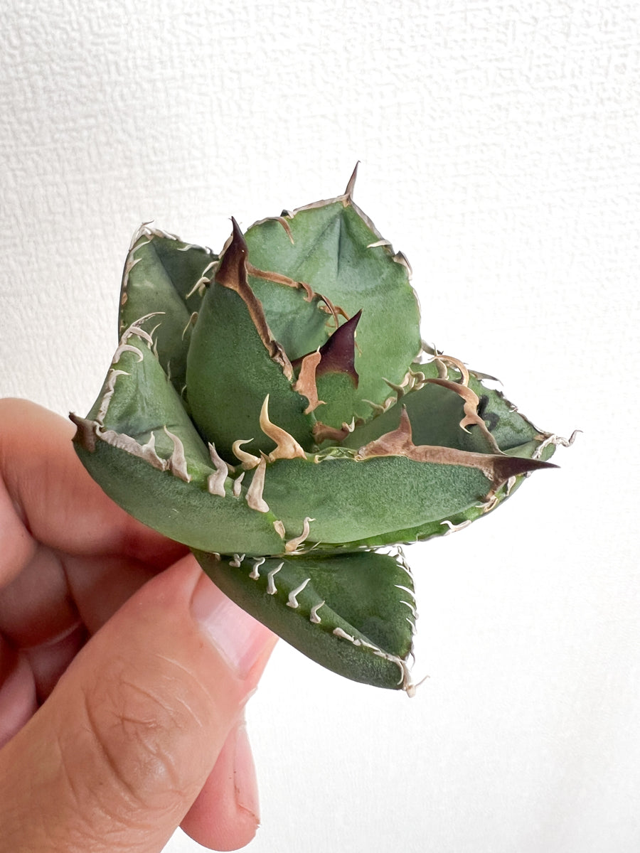 【3/28.29 LIVE販売】アガベ オテロイ 実生 agave oteroi seeding 【K様専用】No248.245