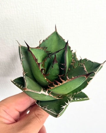 【3/28.29 LIVE販売】アガベ オテロイ 実生 agave oteroi seeding 【B様専用】No110