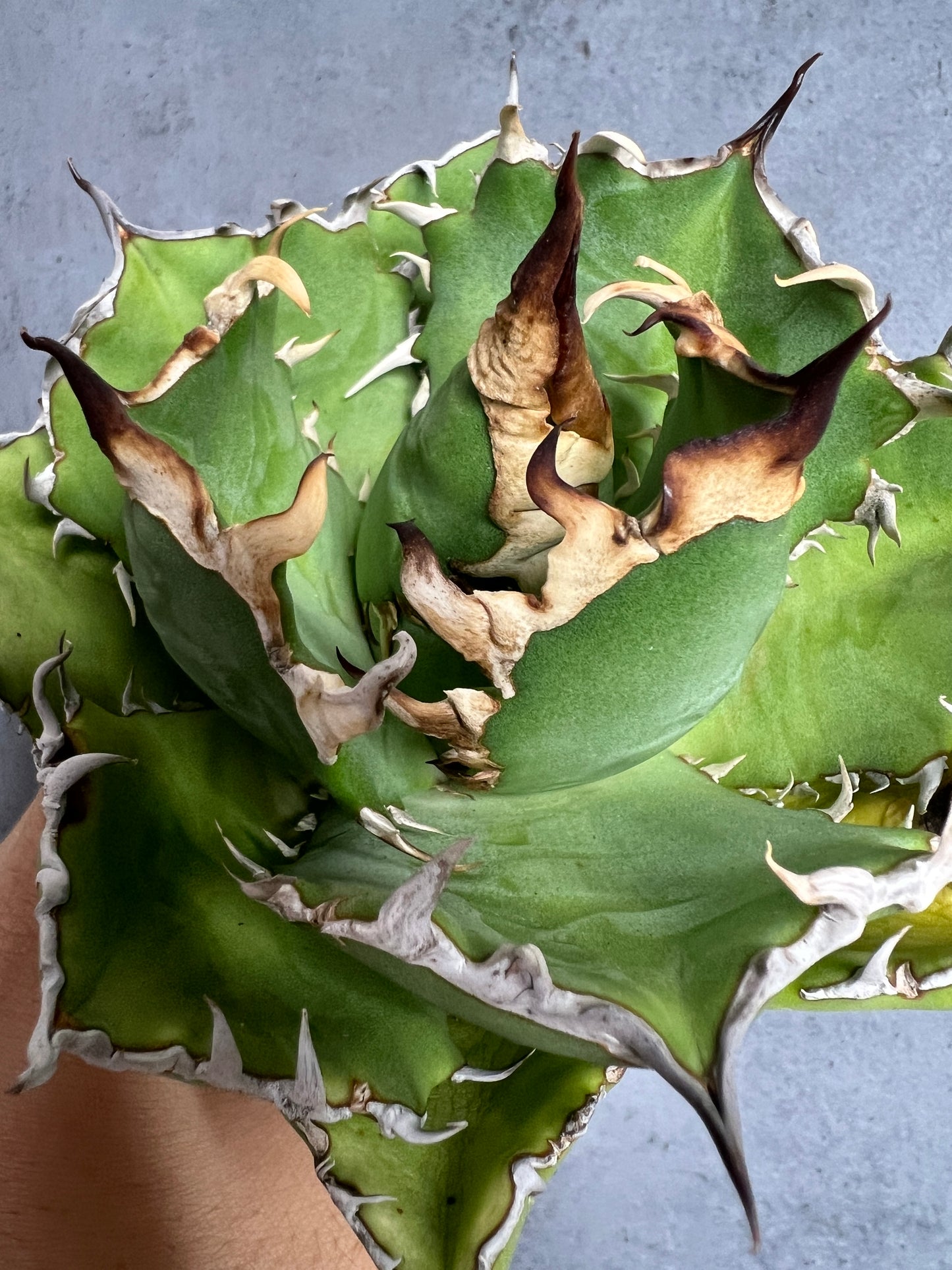 アガベ オテロイ 実生株 管理番号102