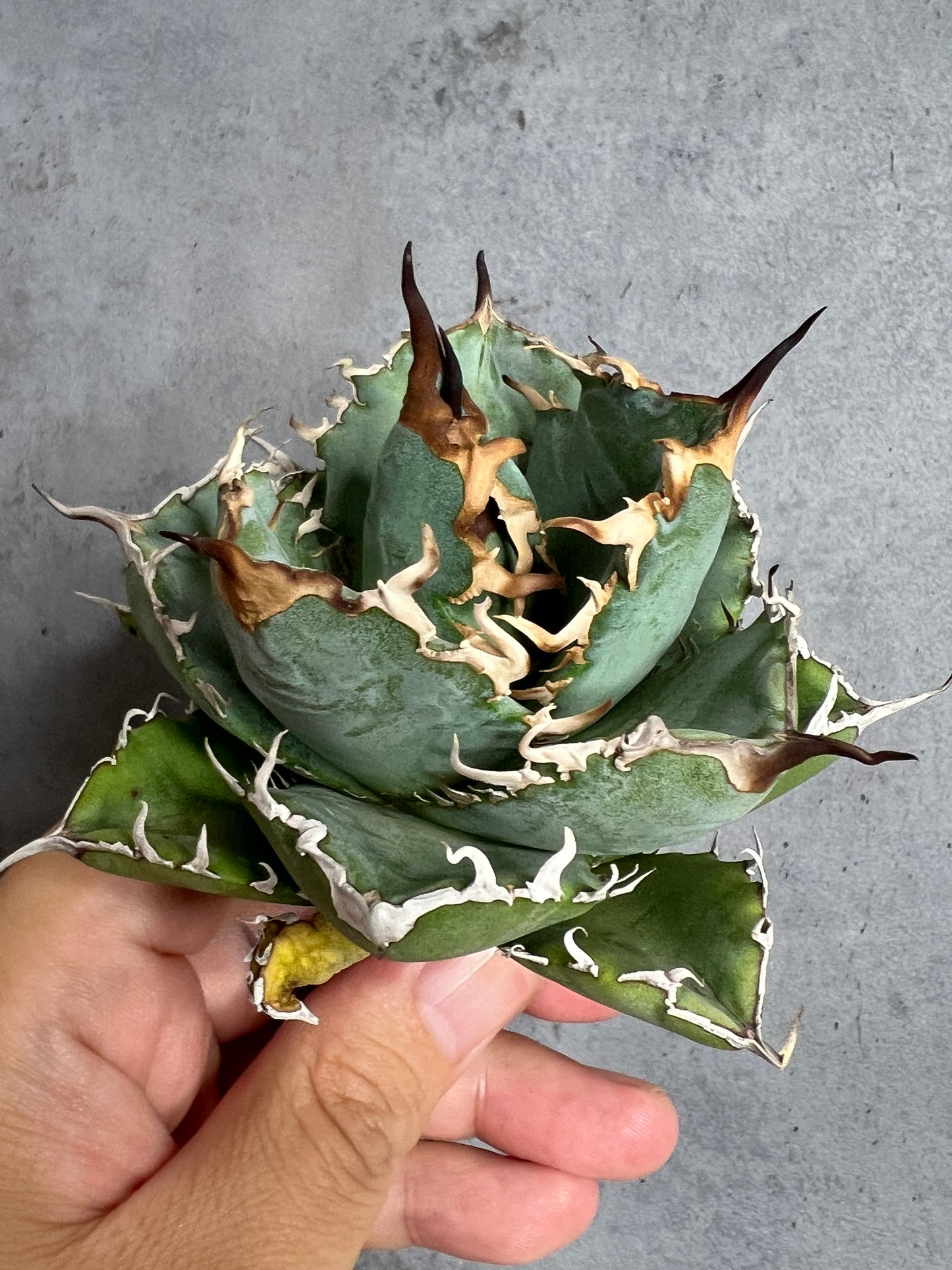 アガベ オテロイ 実生株 管理番号107