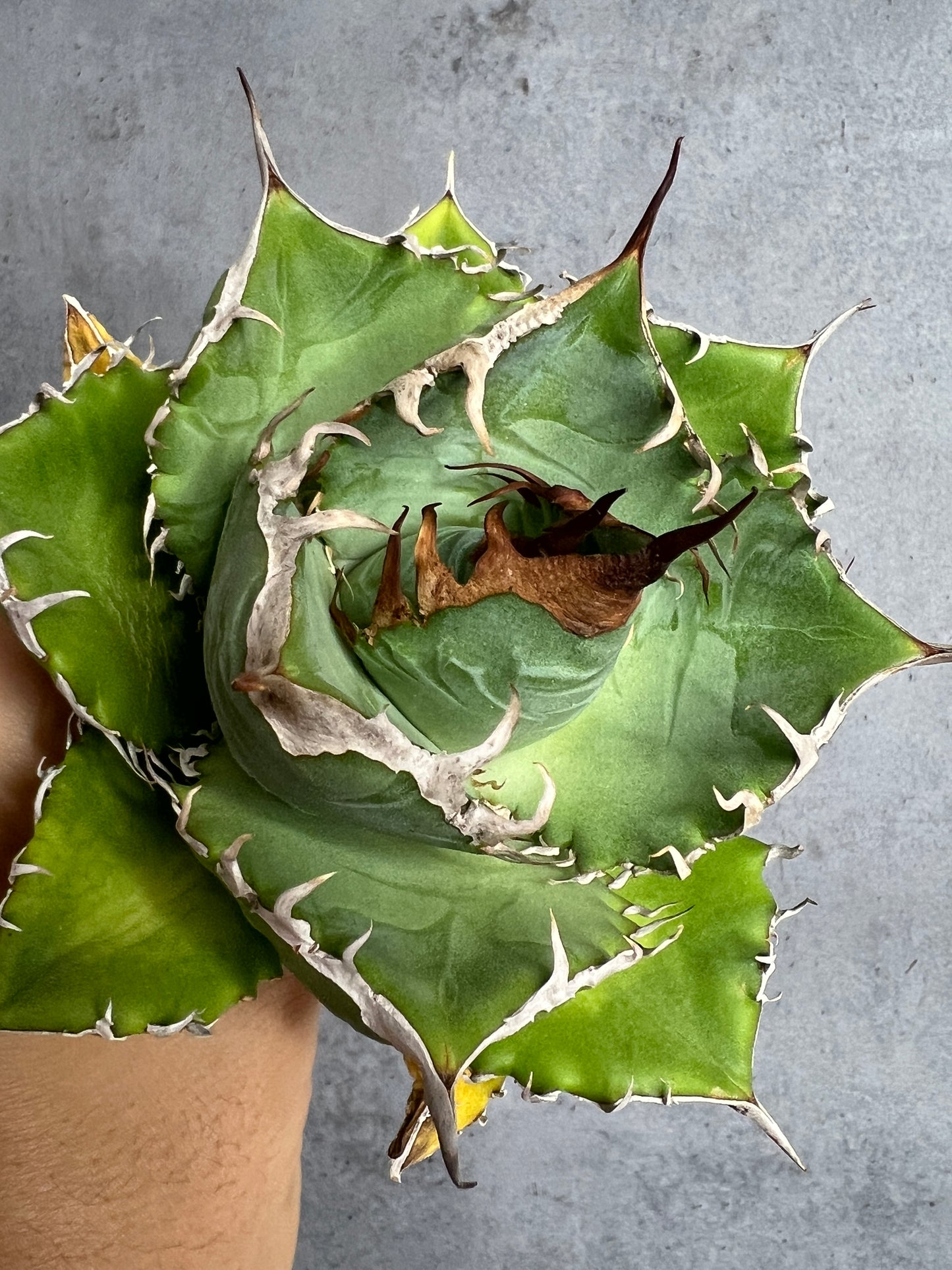 アガベ オテロイ 実生株 管理番号113