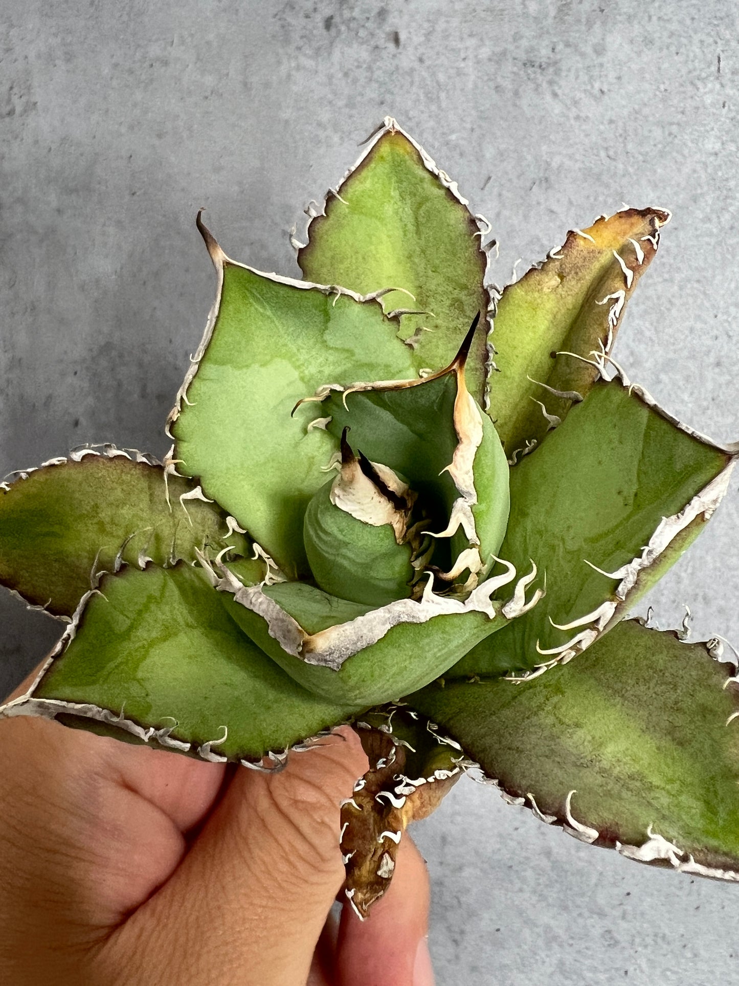 アガベ オテロイ 実生株 管理番号236