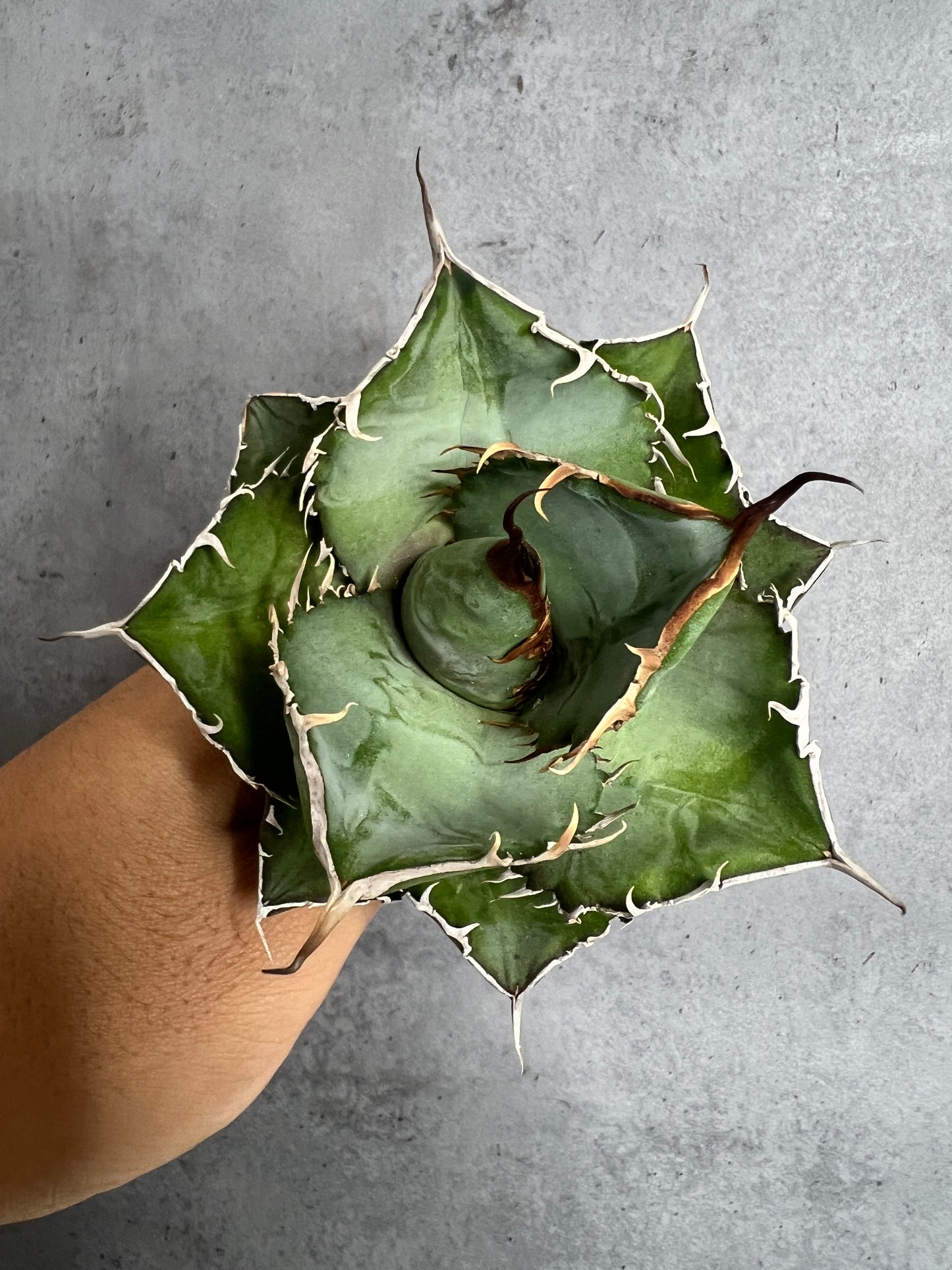 アガベ オテロイ 実生株 管理番号228