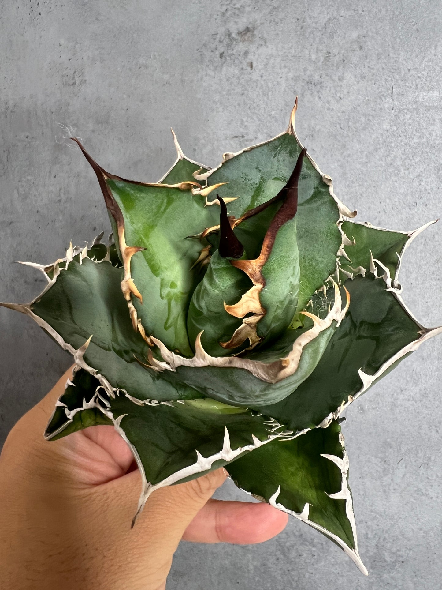 アガベ オテロイ 実生株 管理番号215