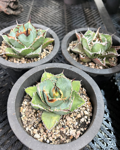 【8/30 LIVE販売】アガベ オテロイ 実生 選抜株 No1 / r***35様専用