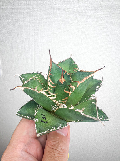 【4/5 LIVE販売】アガベ オテロイ 実生 agave oteroi seeding 【M様専用】No157.159.169