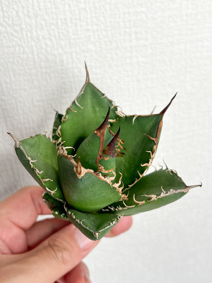 【3/28.29 LIVE販売】アガベ オテロイ 実生 agave oteroi seeding 【re様専用】No158.173.208