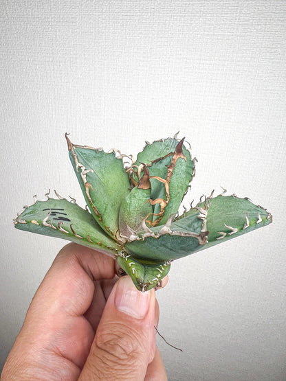 【4/5 LIVE販売】アガベ オテロイ 実生 agave oteroi seeding 【M様専用】No157.159.169