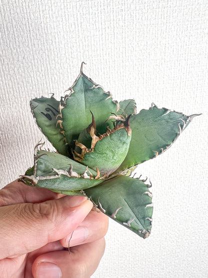 【4/5 LIVE販売】アガベ オテロイ 実生 agave oteroi seeding 【M様専用】No157.159.169