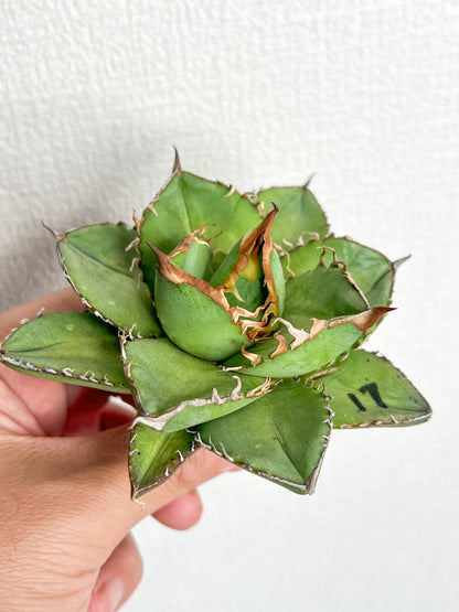 【3/28.29 LIVE販売】アガベ オテロイ 実生 agave oteroi seeding 【Y様専用】No17.88.211