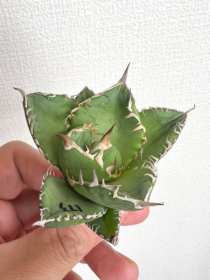 【3/28.29 LIVE販売】アガベ オテロイ 実生 agave oteroi seeding 【re様専用】No158.173.208
