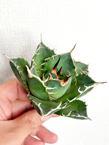 【3/28.29 LIVE販売】アガベ オテロイ 実生 agave oteroi seeding 【w様専用】No174.183