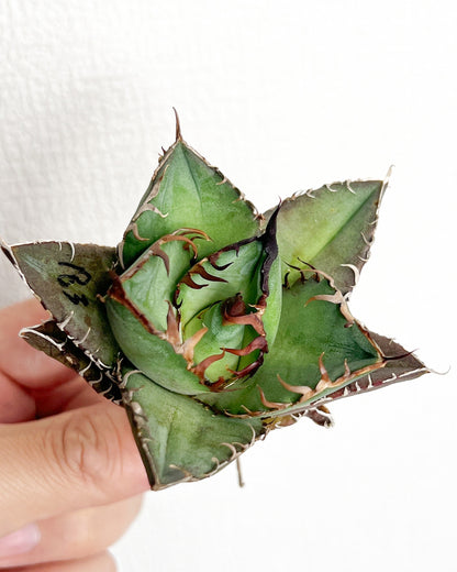 【3/28.29 LIVE販売】アガベ オテロイ 実生 agave oteroi seeding 【w様専用】No174.183