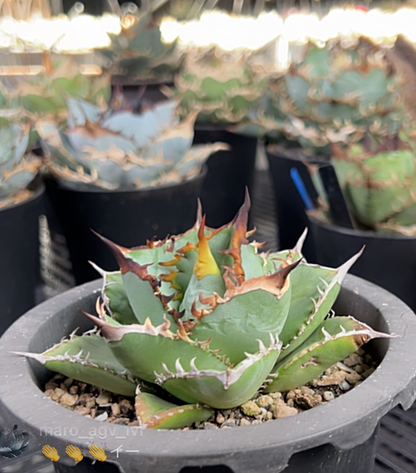 【8/30 LIVE販売】アガベ オテロイ 実生 選抜株 No1 / r***35様専用