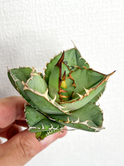 【3/28.29 LIVE販売】アガベ オテロイ 実生 agave oteroi seeding 【re様専用】No158.173.208