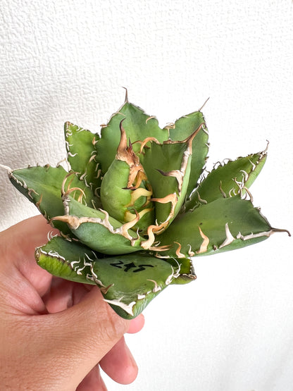 【3/28.29 LIVE販売】アガベ オテロイ 実生 agave oteroi seeding 【K様専用】No248.245