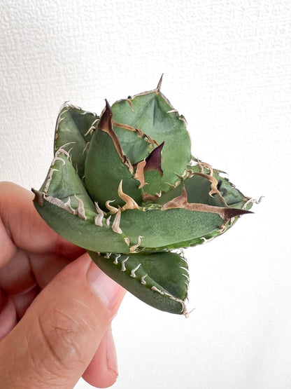 【3/28.29 LIVE販売】アガベ オテロイ 実生 agave oteroi seeding 【K様専用】No248.245