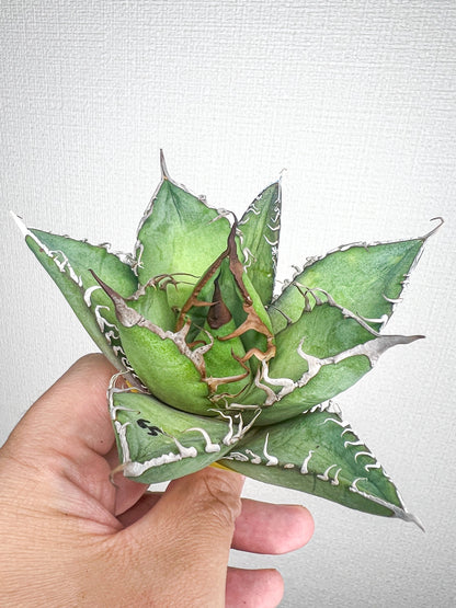 【4/5 LIVE販売】アガベ オテロイ 実生 agave oteroi seeding 【b様専用】No80.65