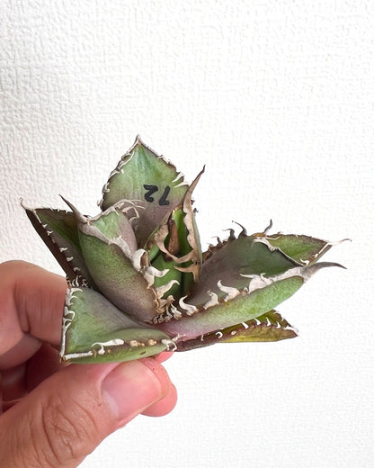 【3/28.29 LIVE販売】アガベ オテロイ 実生 agave oteroi seeding 【Mu様専用】No72.74