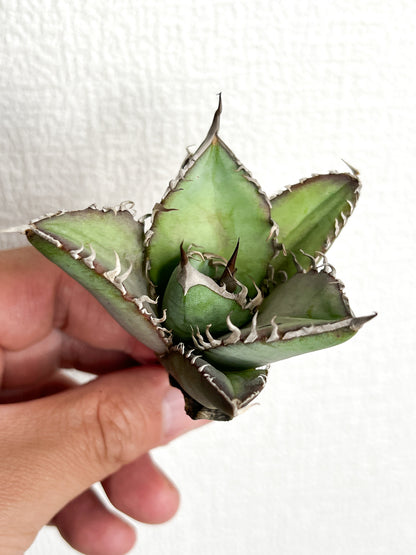 【3/28.29 LIVE販売】アガベ オテロイ 実生 agave oteroi seeding 【Mu様専用】No72.74