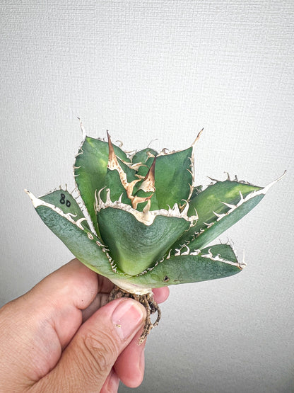 【4/5 LIVE販売】アガベ オテロイ 実生 agave oteroi seeding 【b様専用】No80.65