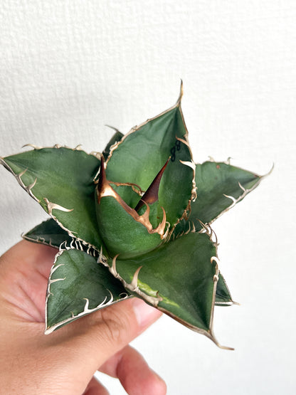 【3/28.29 LIVE販売】アガベ オテロイ 実生 agave oteroi seeding 【Y様専用】No17.88.211