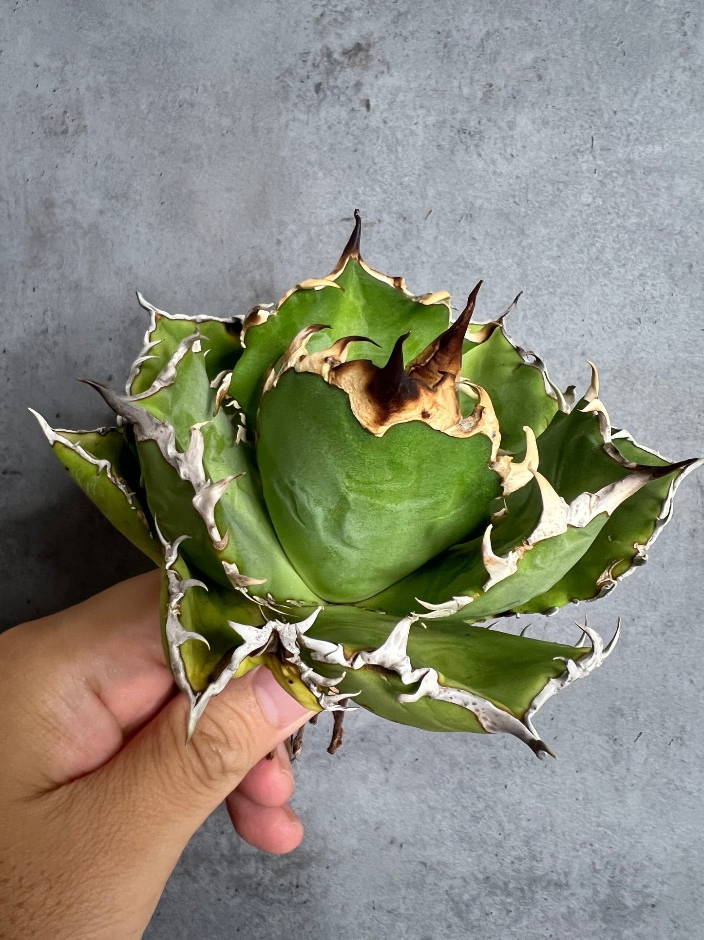 アガベ オテロイ 実生株 管理番号102