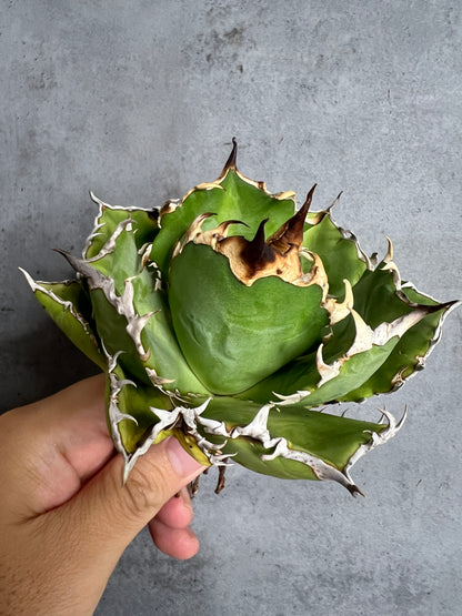 アガベ オテロイ 実生株 管理番号102