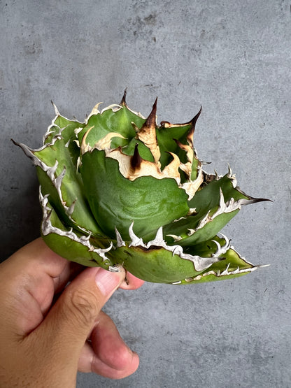 アガベ オテロイ 実生株 管理番号102