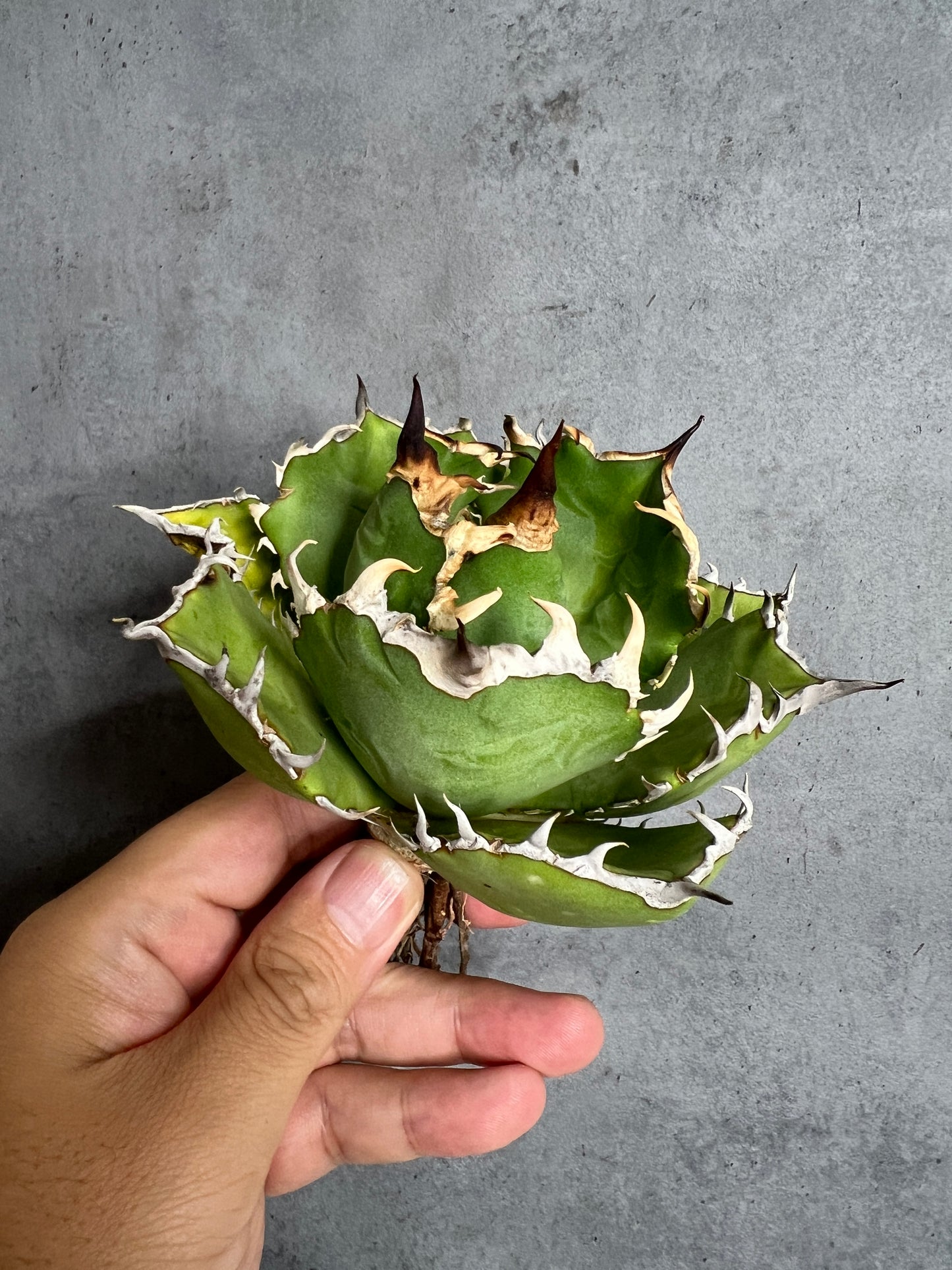 アガベ オテロイ 実生株 管理番号102