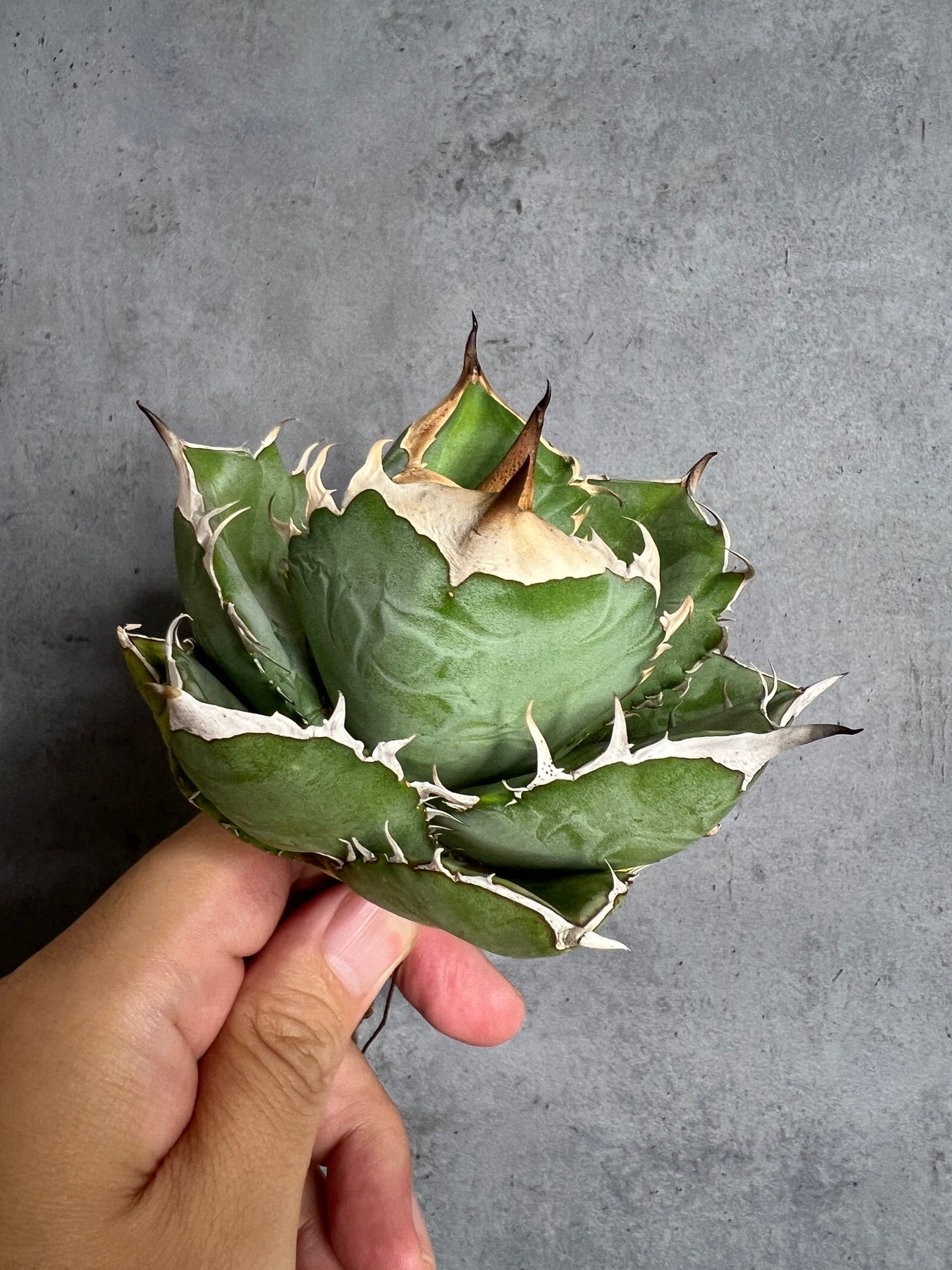 アガベ オテロイ 実生株 管理番号103