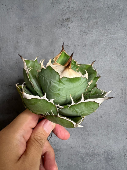 アガベ オテロイ 実生株 管理番号103