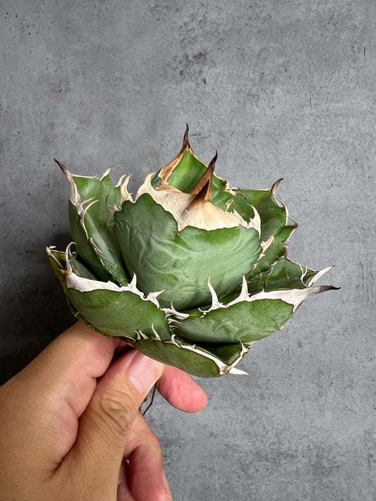 アガベ オテロイ 実生株 管理番号103