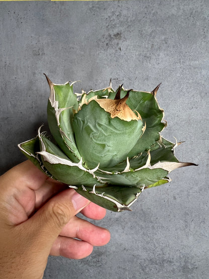 アガベ オテロイ 実生株 管理番号103