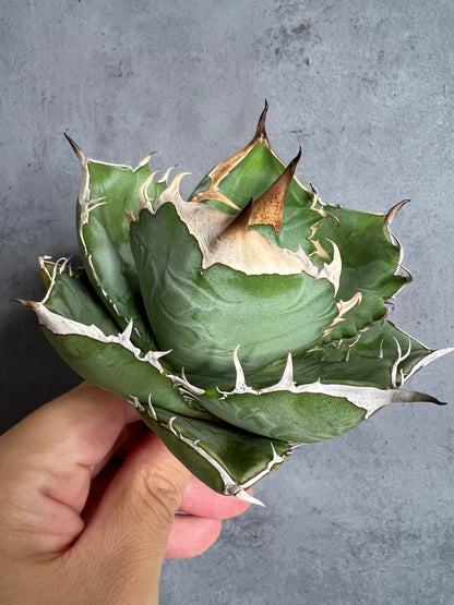 アガベ オテロイ 実生株 管理番号103