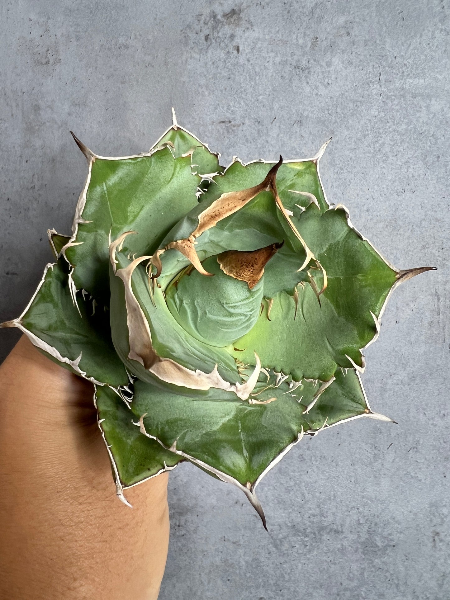 アガベ オテロイ 実生株 管理番号103