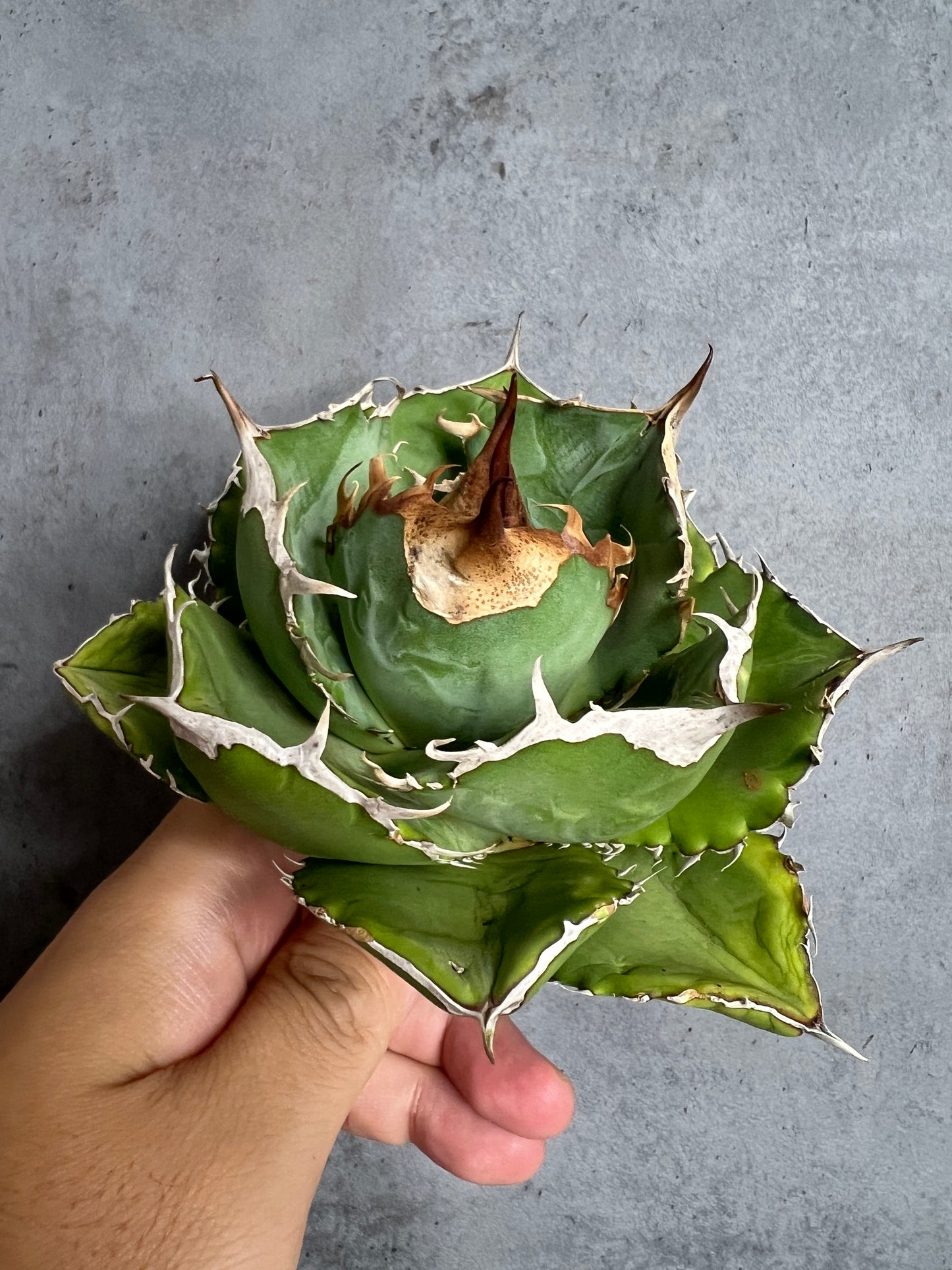 アガベ オテロイ 実生株 管理番号104