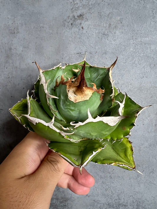 アガベ オテロイ 実生株 管理番号104