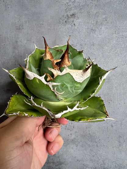 アガベ オテロイ 実生株 管理番号104