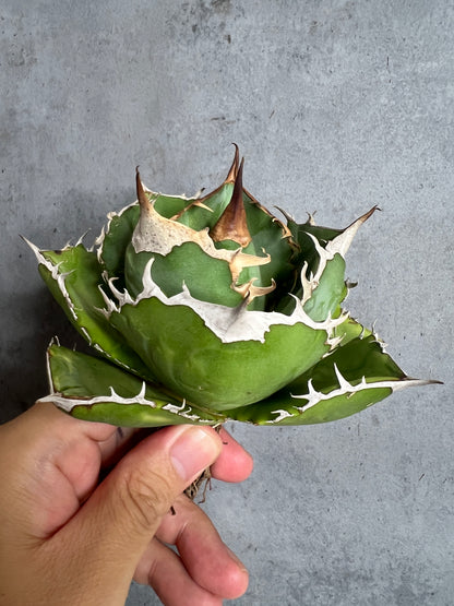 アガベ オテロイ 実生株 管理番号104