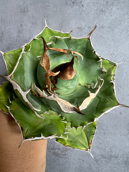 アガベ オテロイ 実生株 管理番号104